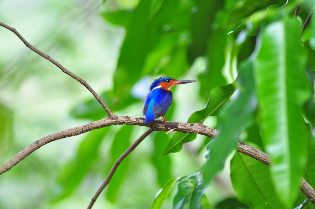 Malagasy Kingfisher - Nige Hartley