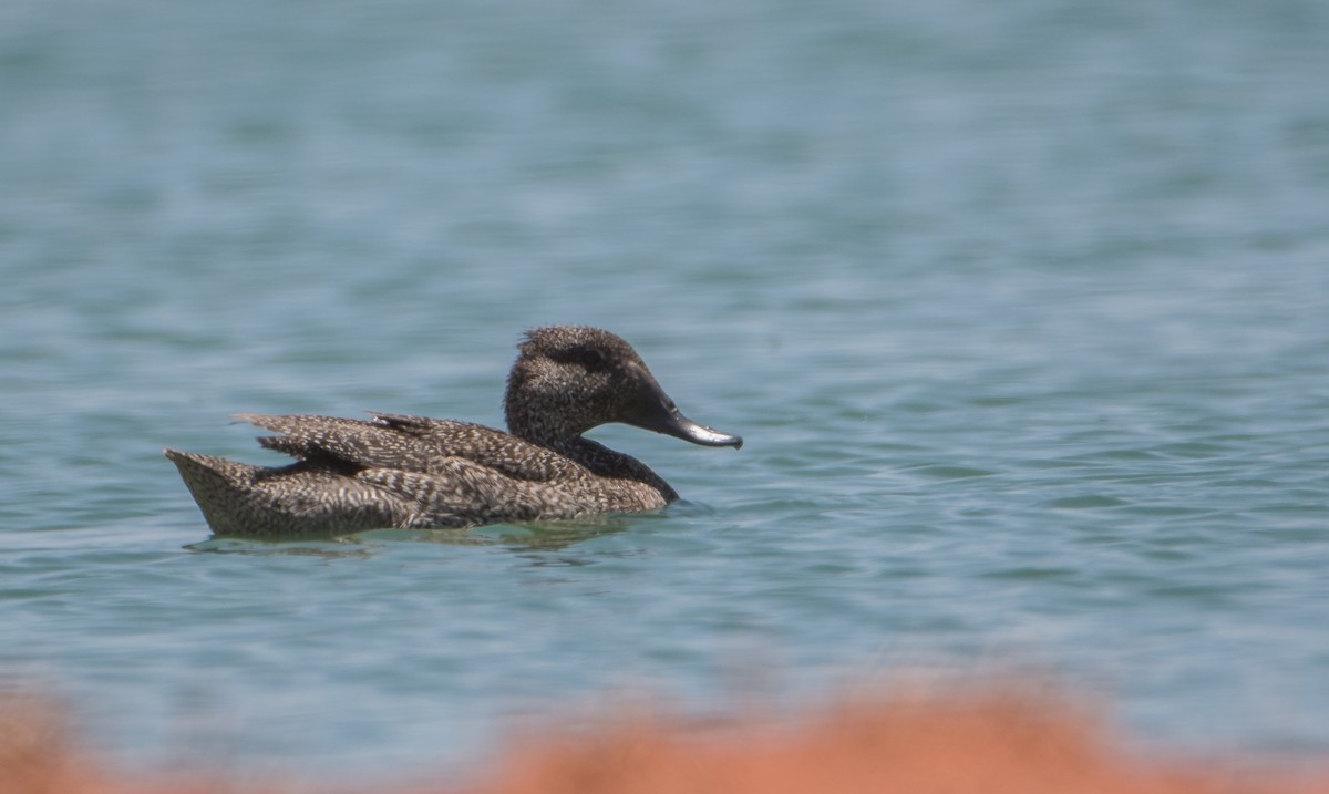 Freckled Duck - ML145985591