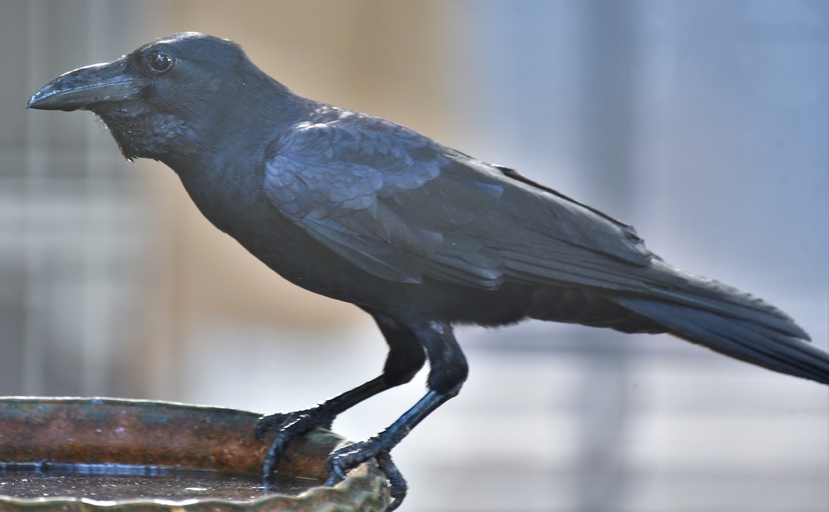 Large-billed Crow (Indian Jungle) - ML145986021