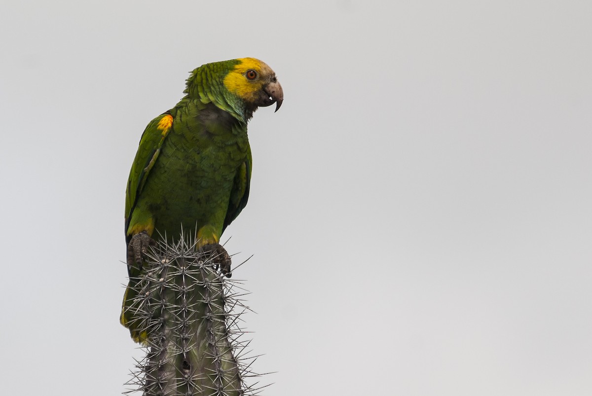 Yellow-shouldered Parrot - Markus Craig