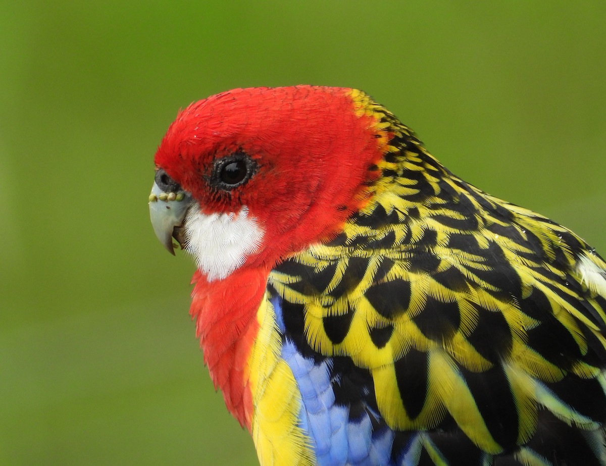 Eastern Rosella - ML145987291