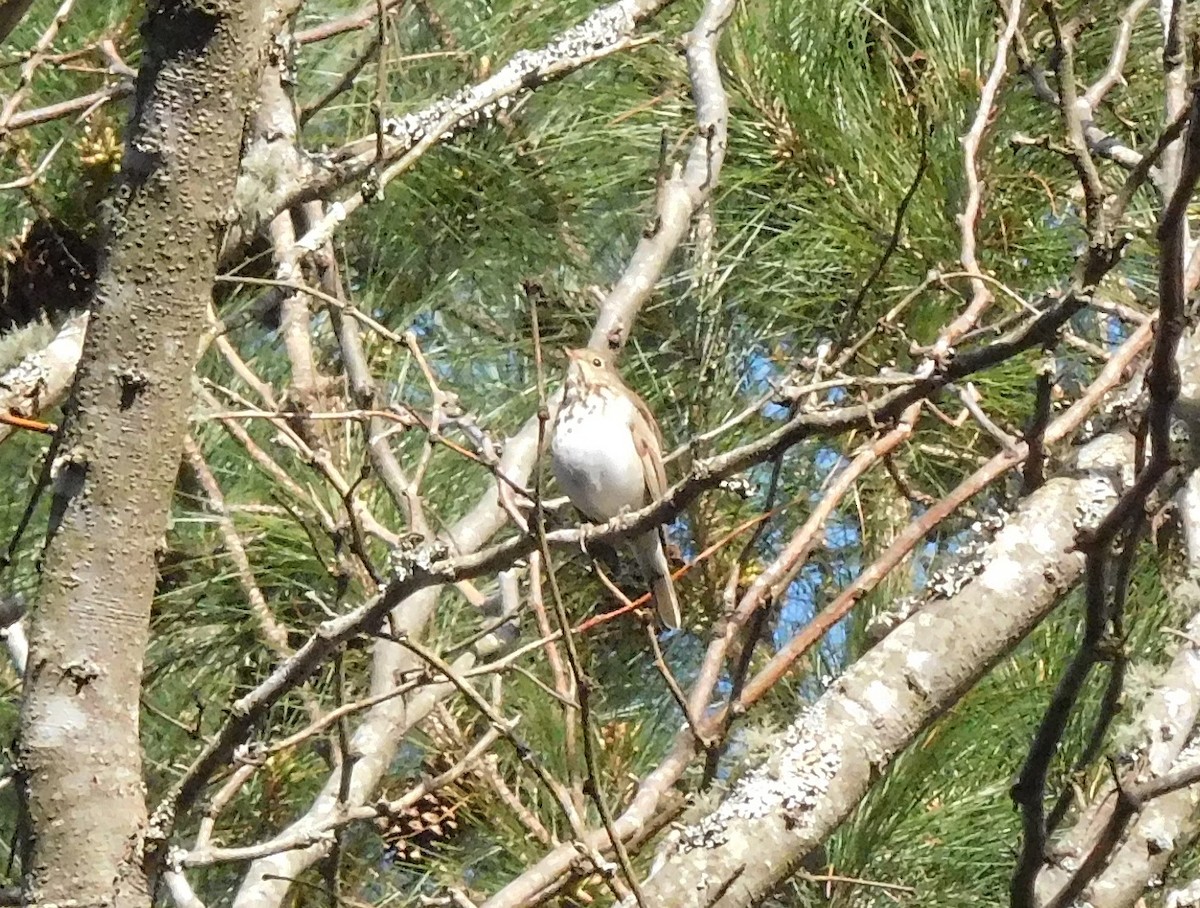 Hermit Thrush - ML145987751