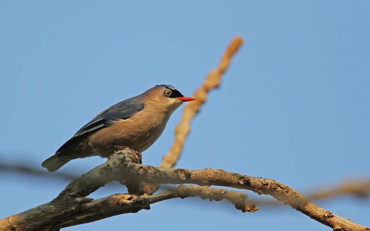 Velvet-fronted Nuthatch - ML145988651