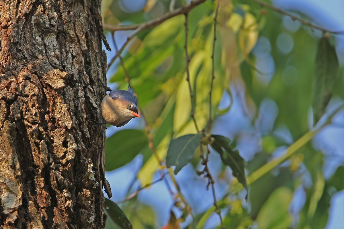 Velvet-fronted Nuthatch - ML145988661