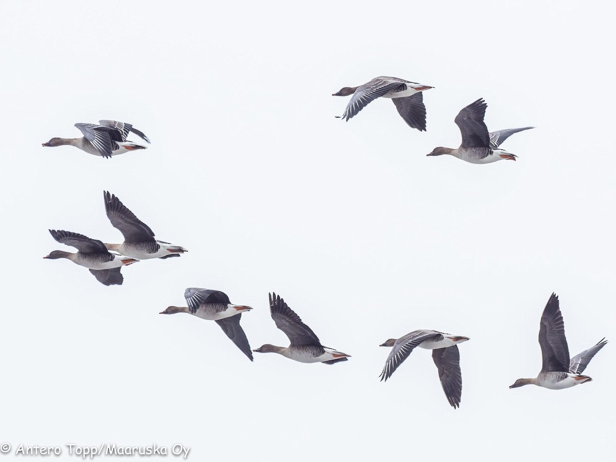 Tundra Bean-Goose - Antero Topp