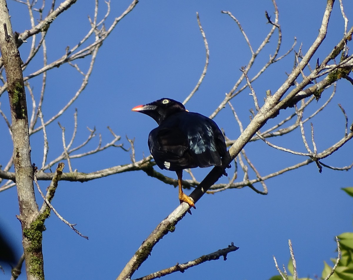 Sri Lanka Myna - Enric Fontcuberta Trepat
