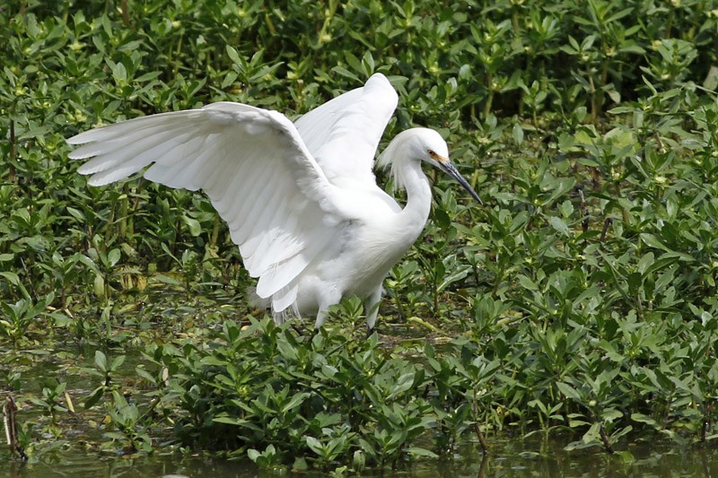 Snowy Egret - J. Simón Tagtachian