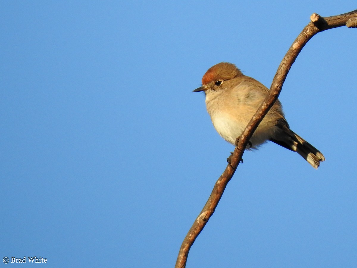 Red-capped Robin - ML145991391