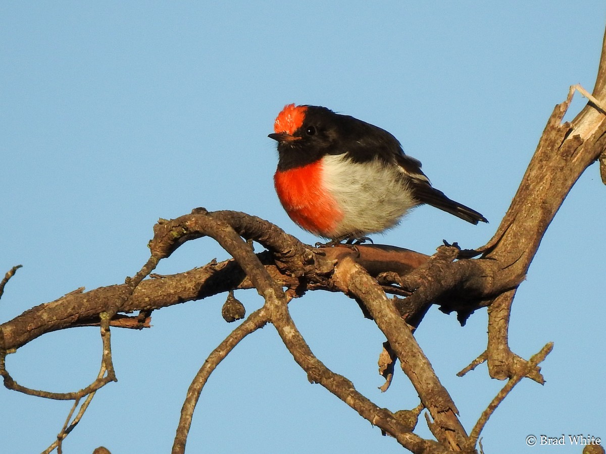 Red-capped Robin - ML145991401