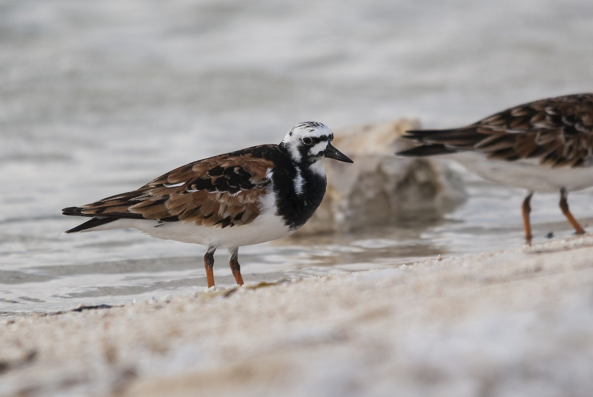 Ruddy Turnstone - Markus Craig