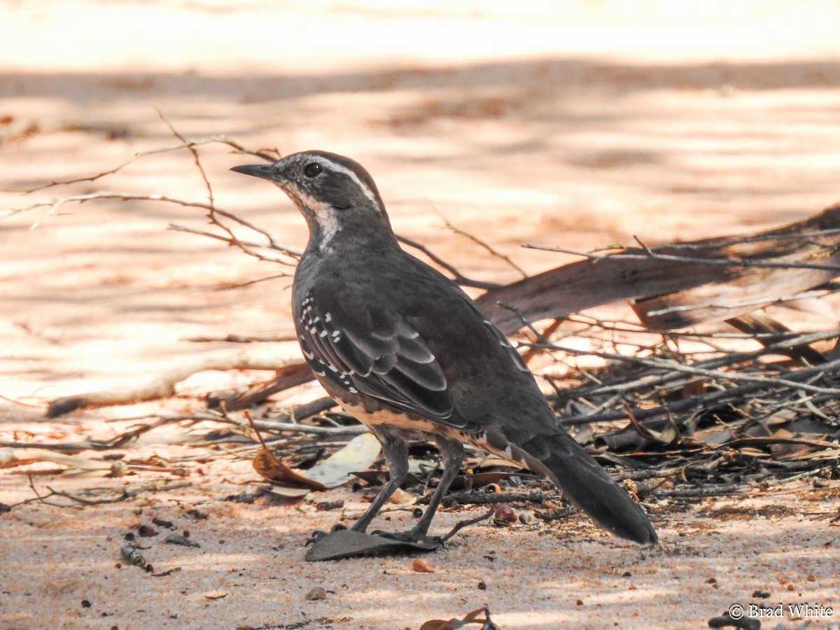 Chestnut Quail-thrush - Brad White