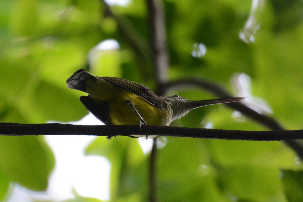 Little Spiderhunter - ML145995251