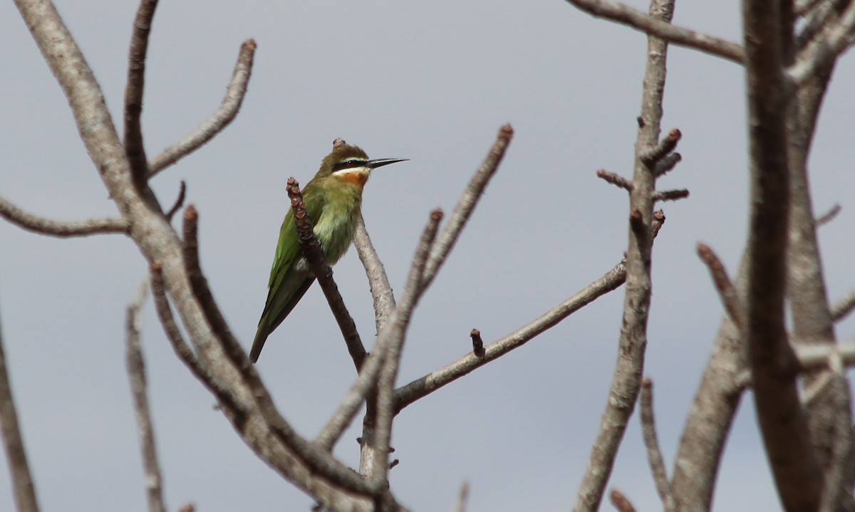 Madagascar Bee-eater - ML145995261