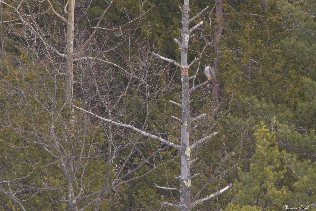 Peregrine Falcon - ML145995331