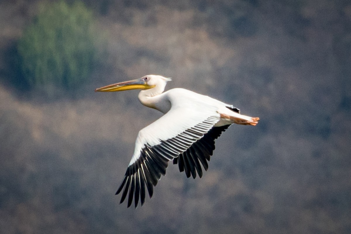 Great White Pelican - Michael Warner