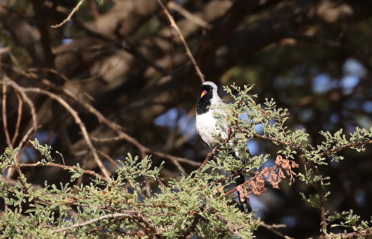 Namaqua Dove - Jay McGowan