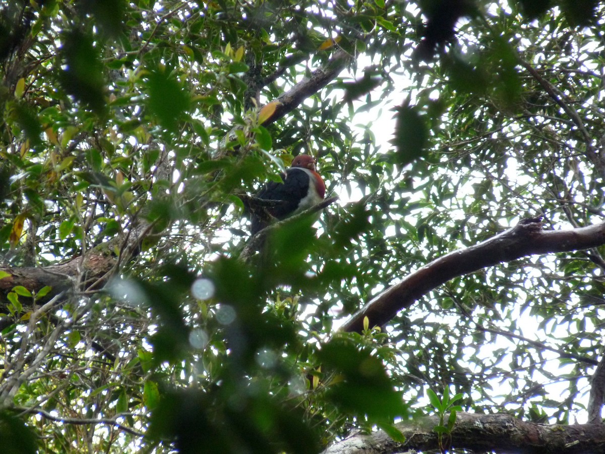 Flame-breasted Fruit-Dove - ML145997371