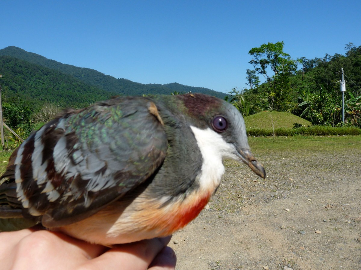 Luzon Bleeding-heart - ML145997401