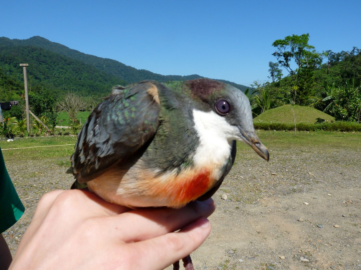 Luzon Bleeding-heart - Selvino de Kort