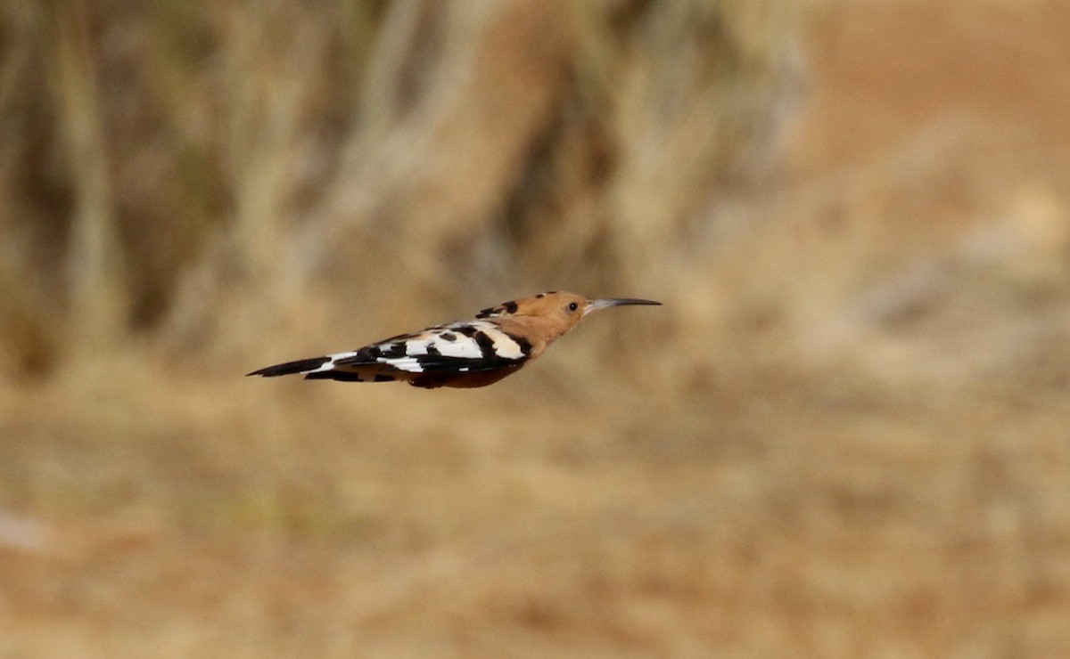 Eurasian Hoopoe (Central African) - ML145997651