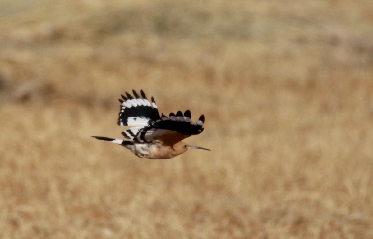 Eurasian Hoopoe (Central African) - ML145997691