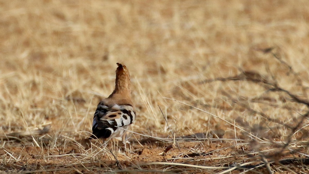 Eurasian Hoopoe (Central African) - Jay McGowan