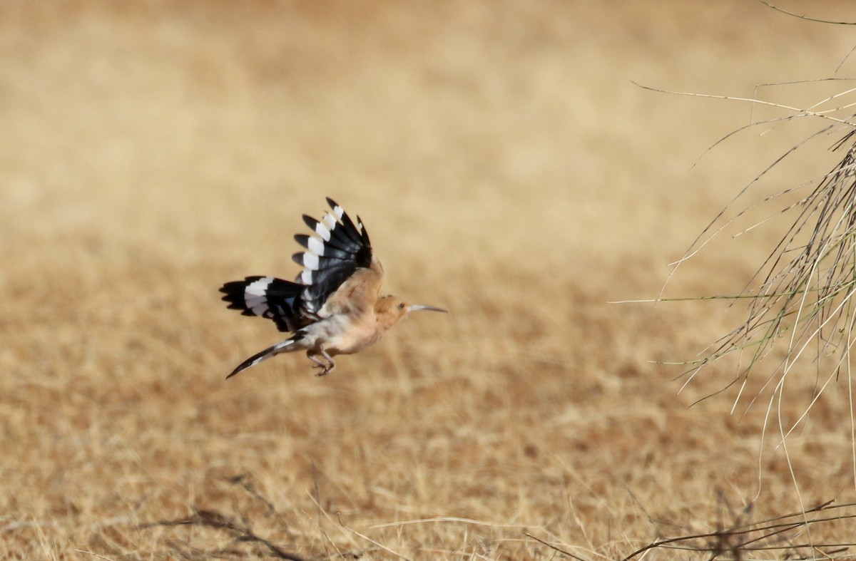 Eurasian Hoopoe (Central African) - ML145997721