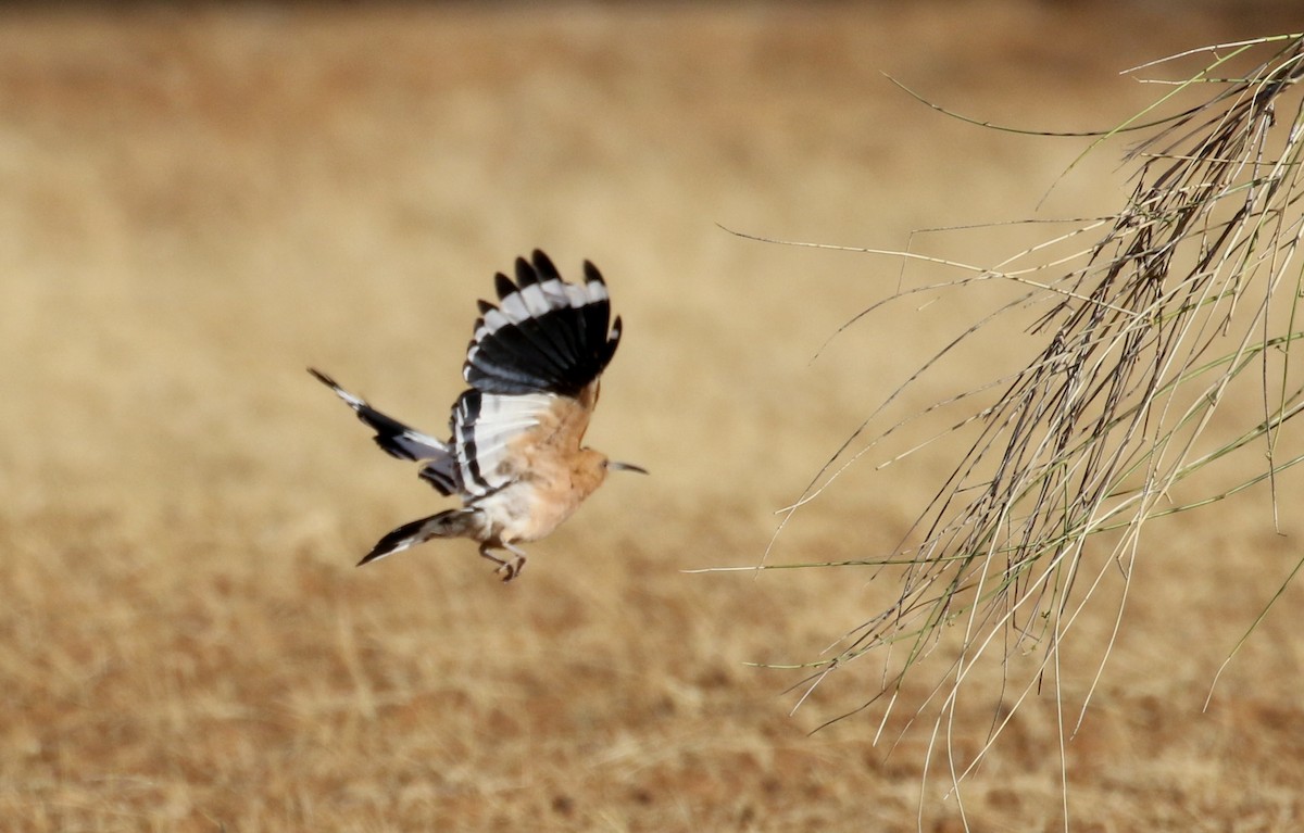 Eurasian Hoopoe (Central African) - ML145997731