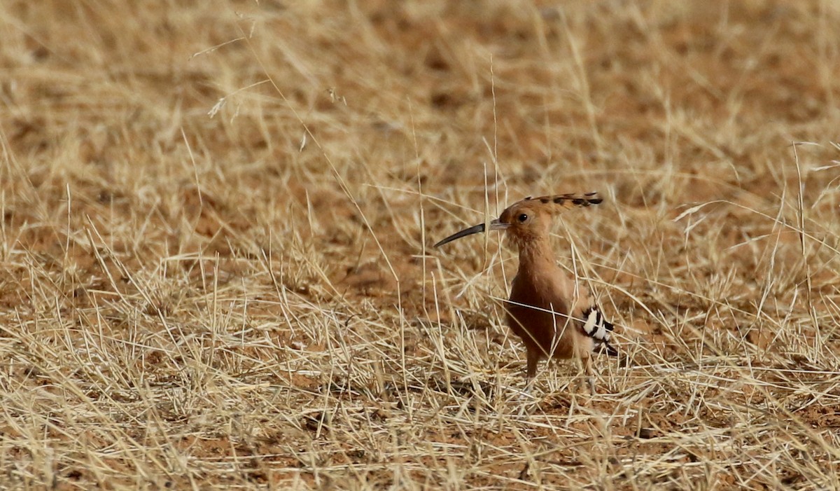 Eurasian Hoopoe (Central African) - ML145997751