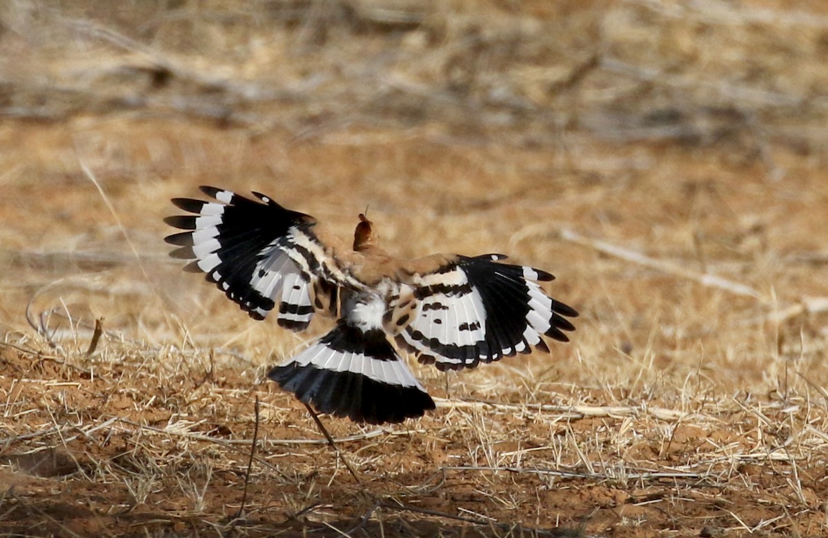 Eurasian Hoopoe (Central African) - ML145997771