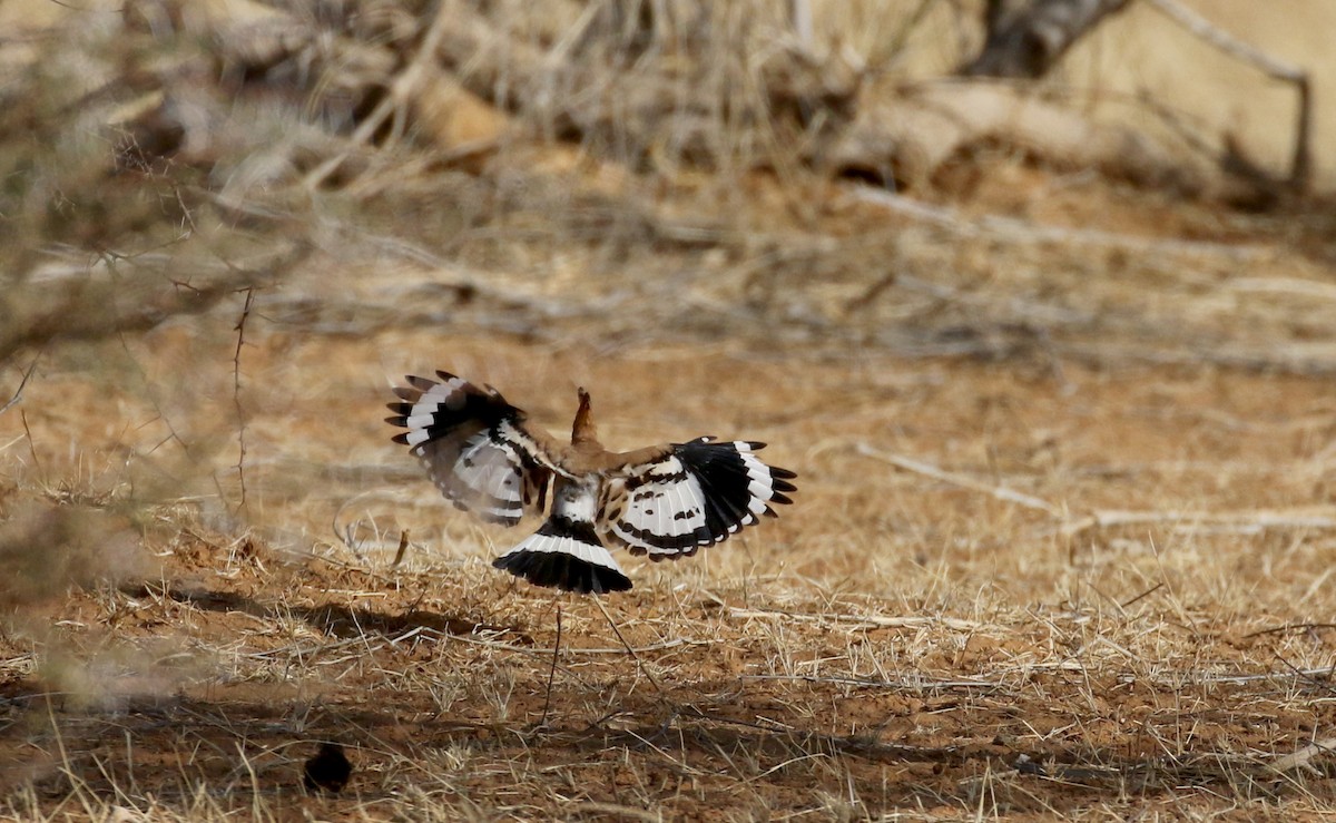 Eurasian Hoopoe (Central African) - ML145997791