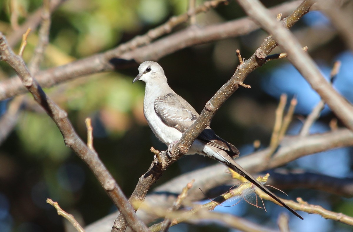 Namaqua Dove - ML145997861