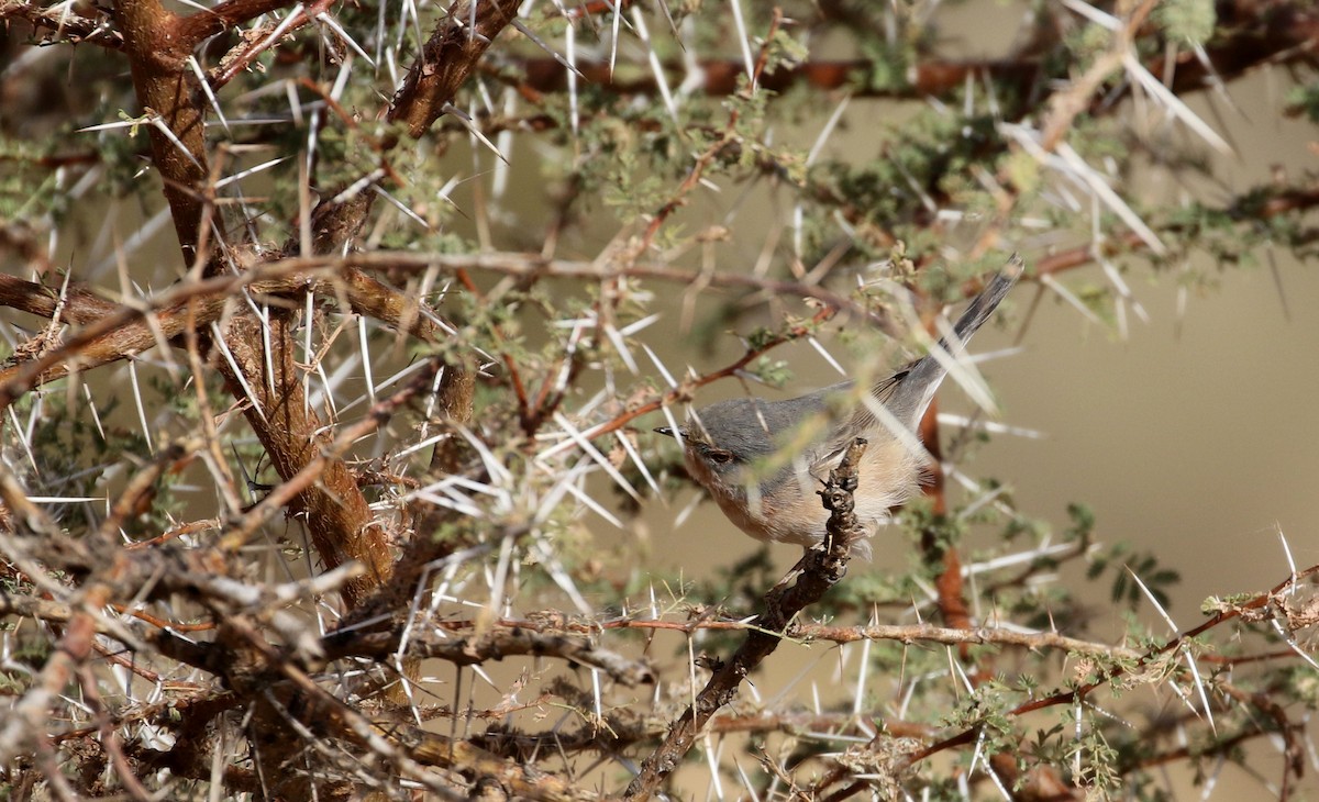 Curruca Carrasqueña Occidental - ML145997881