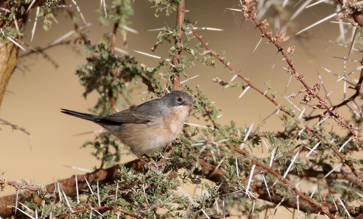 Curruca Carrasqueña Occidental - ML145997981