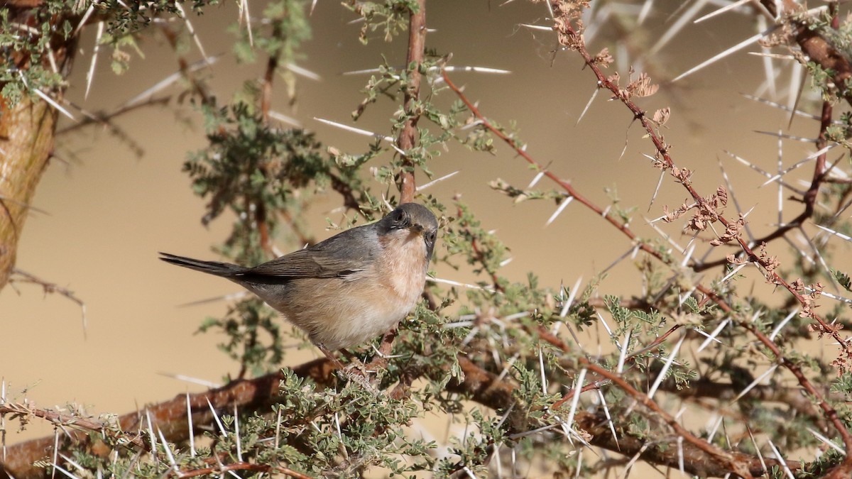 Curruca Carrasqueña Occidental - ML145997991