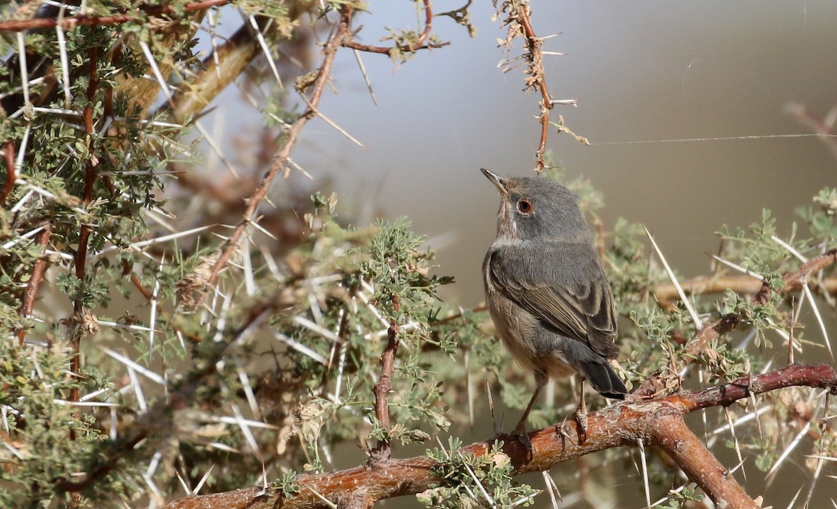 Curruca Carrasqueña Occidental - ML145998011