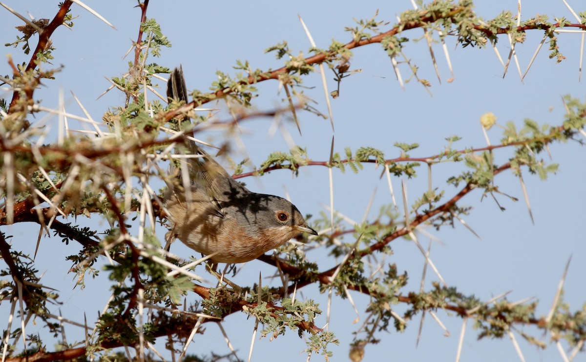 Curruca Carrasqueña Occidental - ML145998041