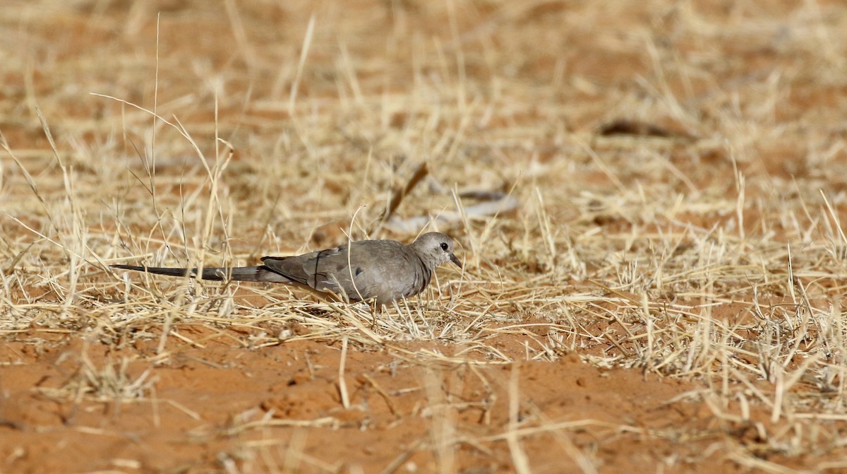 Namaqua Dove - Jay McGowan