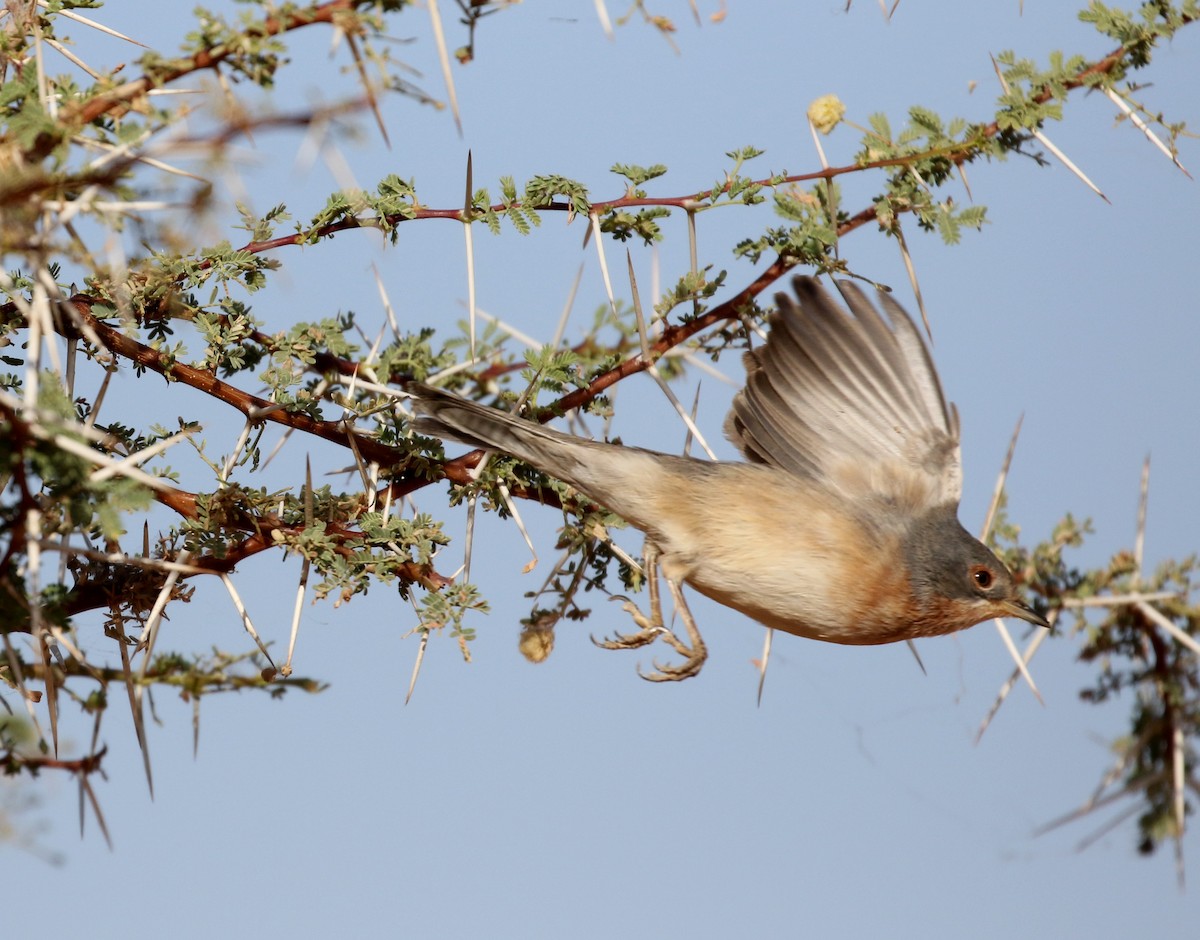 Western Subalpine Warbler - ML145998061