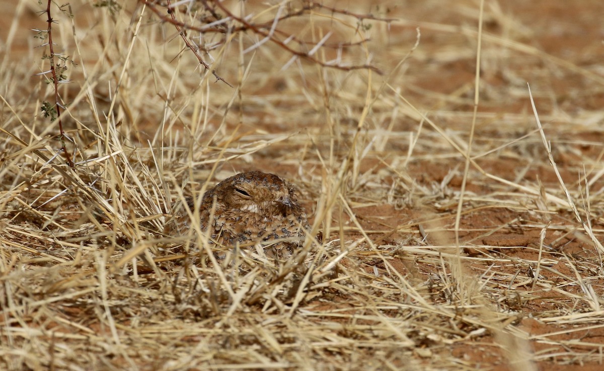 Golden Nightjar - ML145998201