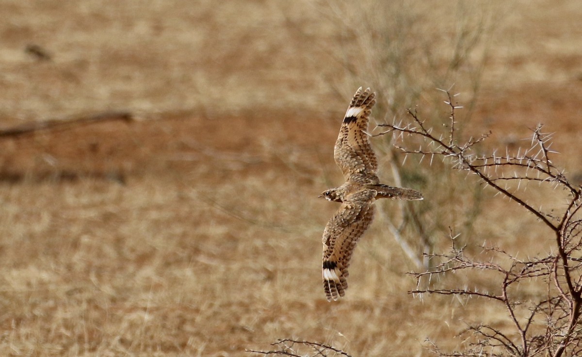 Golden Nightjar - ML145998221