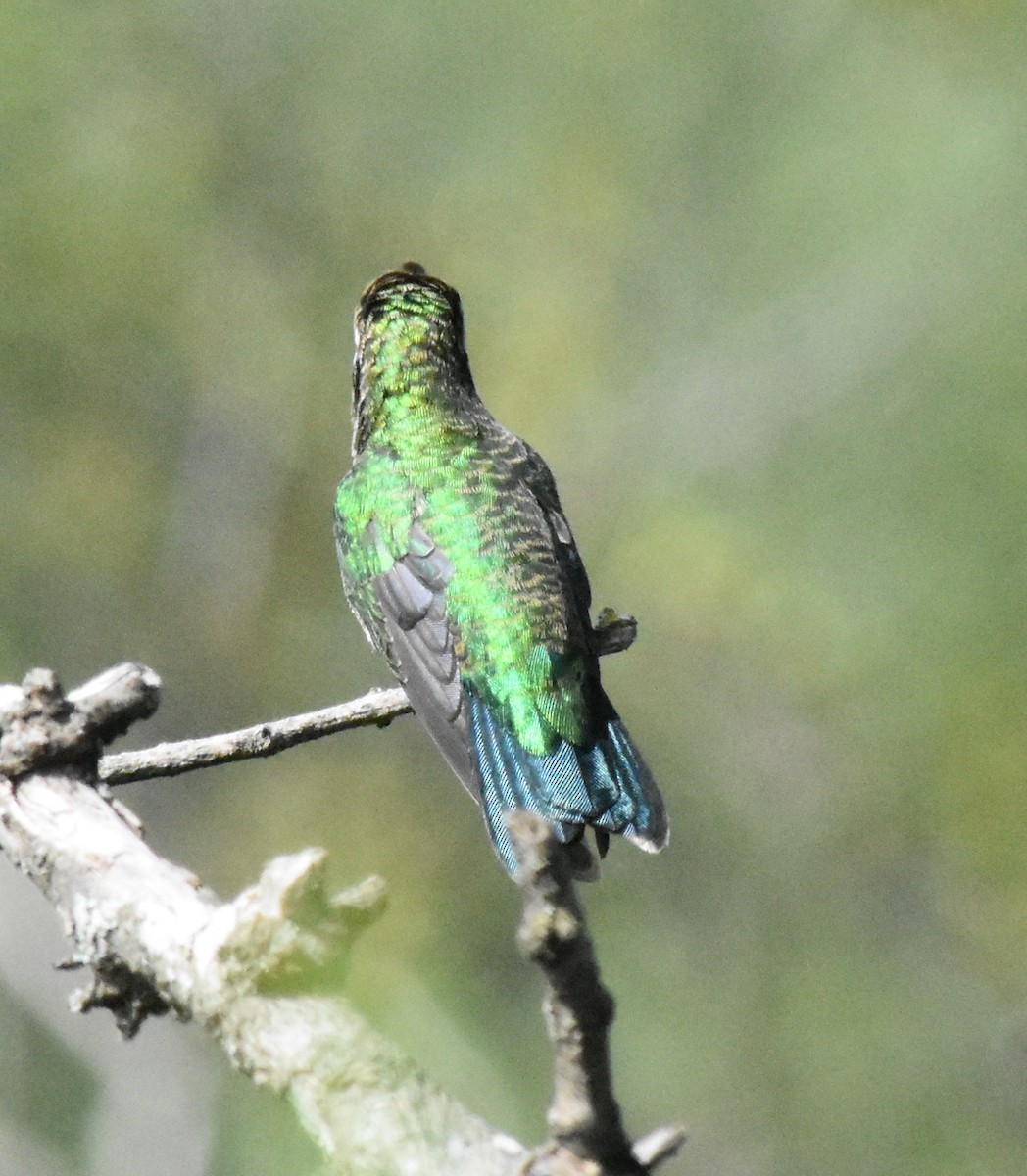 Glittering-bellied Emerald - ML145998351