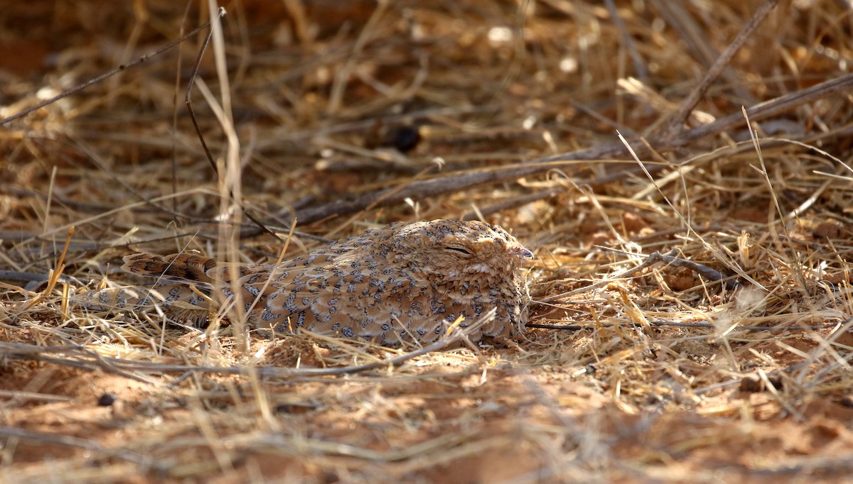 Golden Nightjar - ML145998581