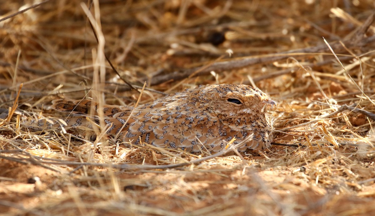 Golden Nightjar - ML145998591