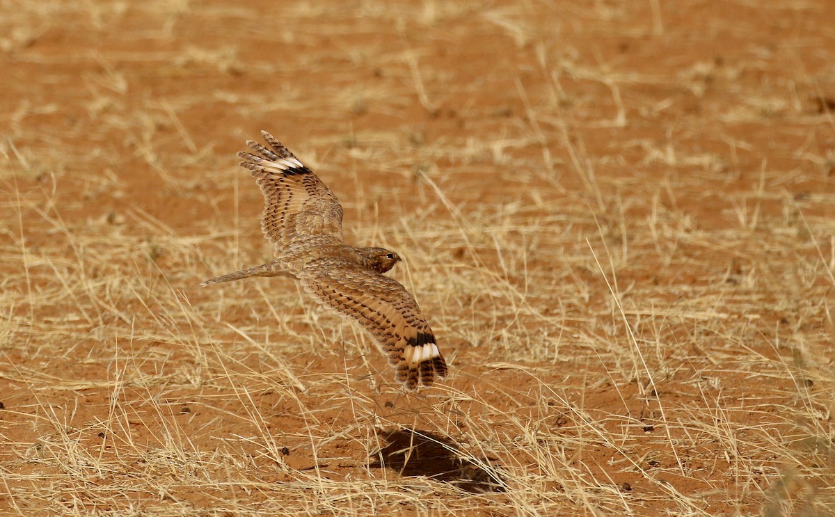 Golden Nightjar - ML145998631