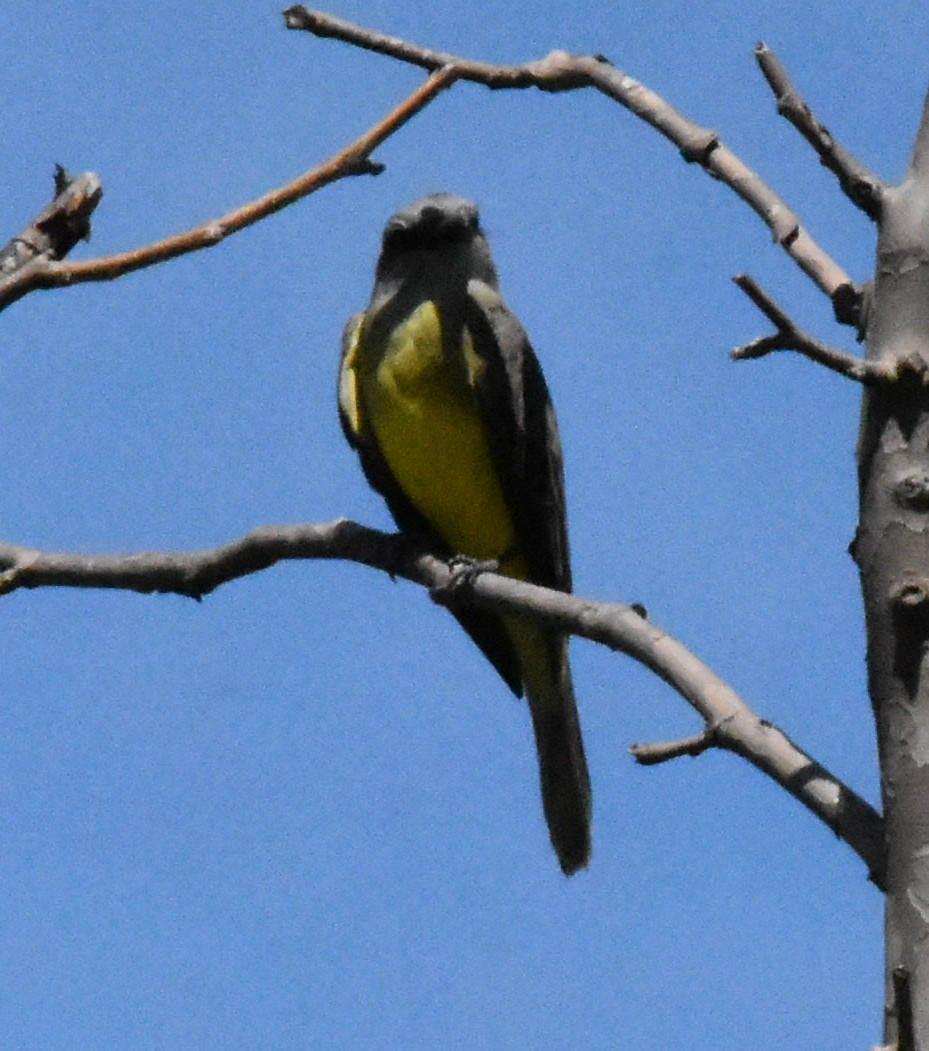Tropical Kingbird - andres ebel