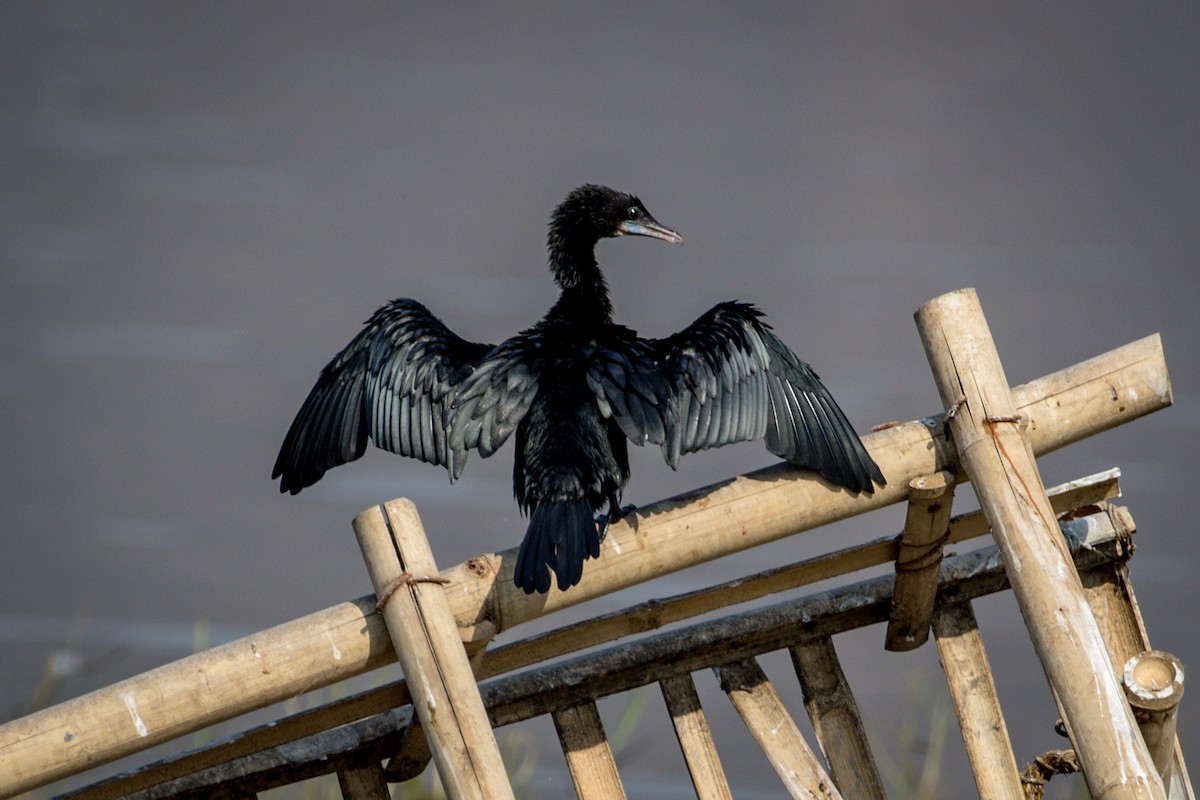 Little Cormorant - ML145999101