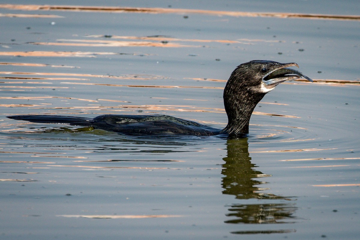 Little Cormorant - ML145999151