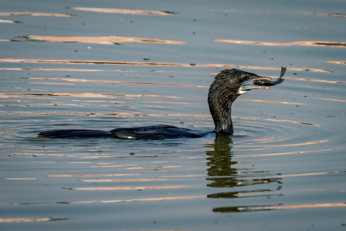 Little Cormorant - ML145999161