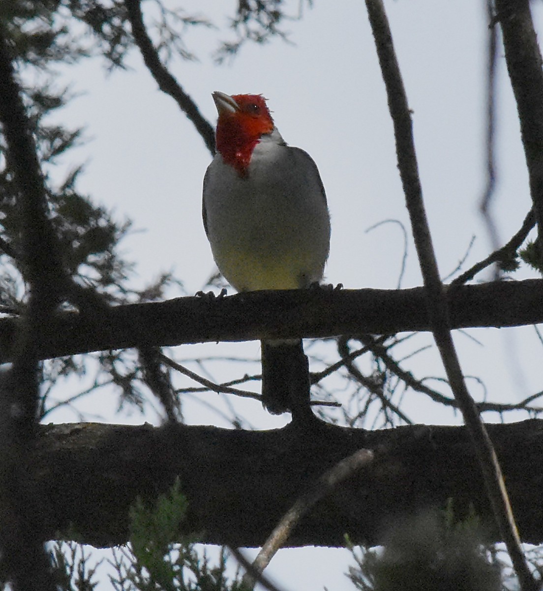 Red-crested Cardinal - ML145999411